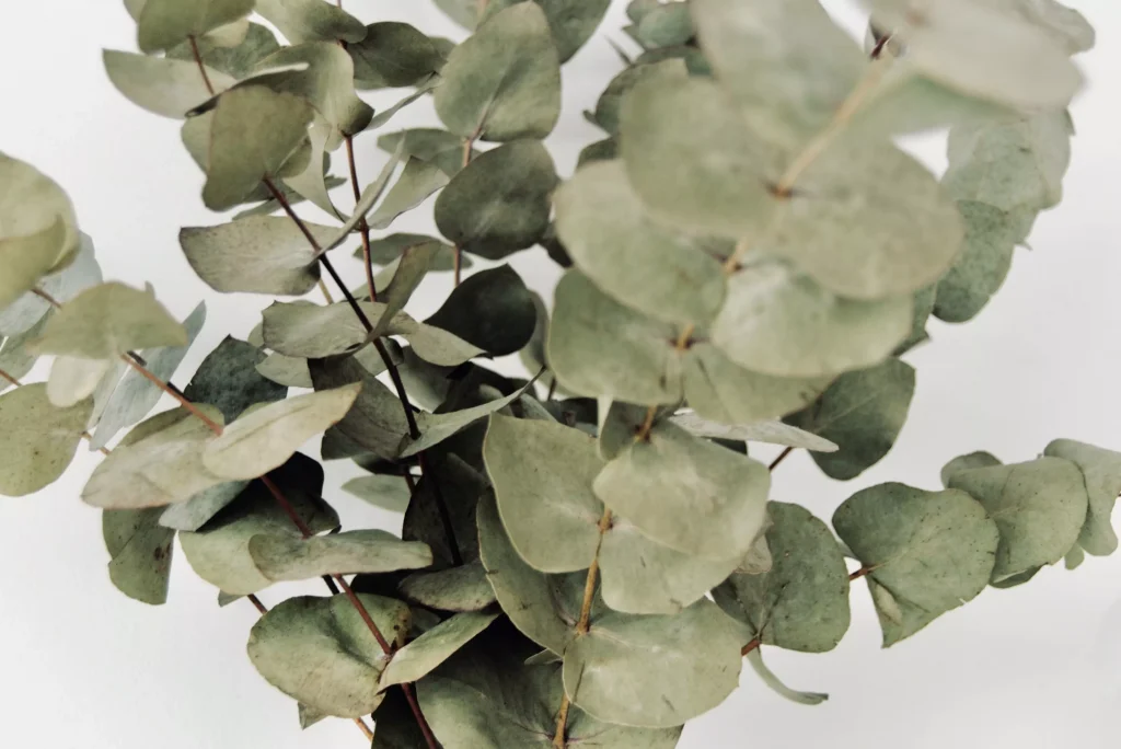 branches of a tree with big leafs