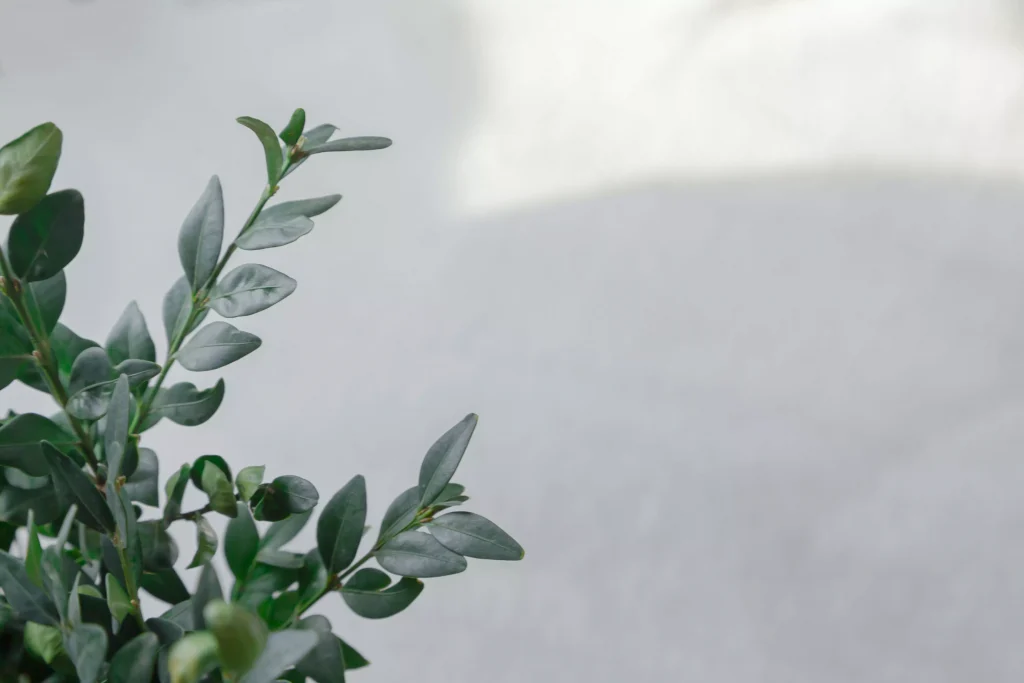 a green plant photographed in sunglight