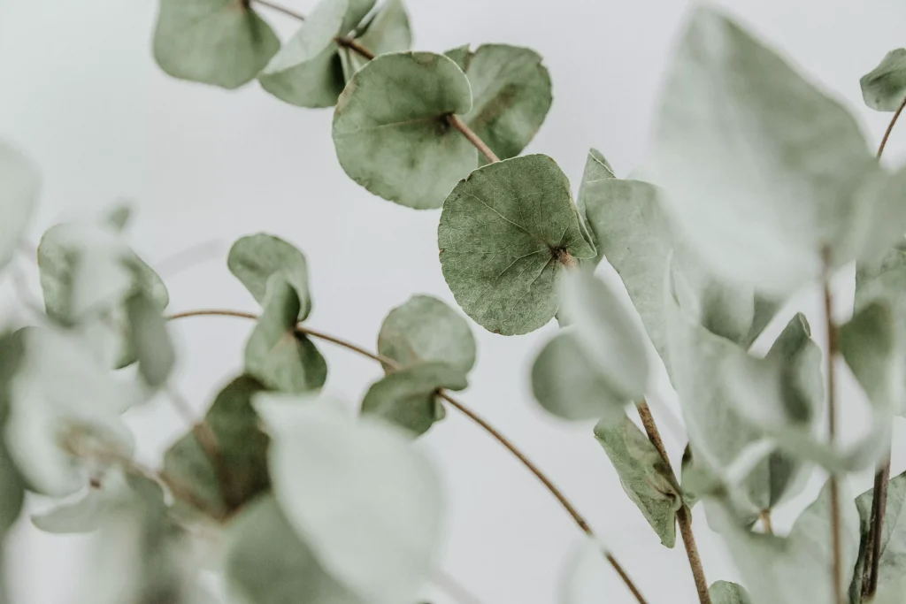 a close up picture of a plant