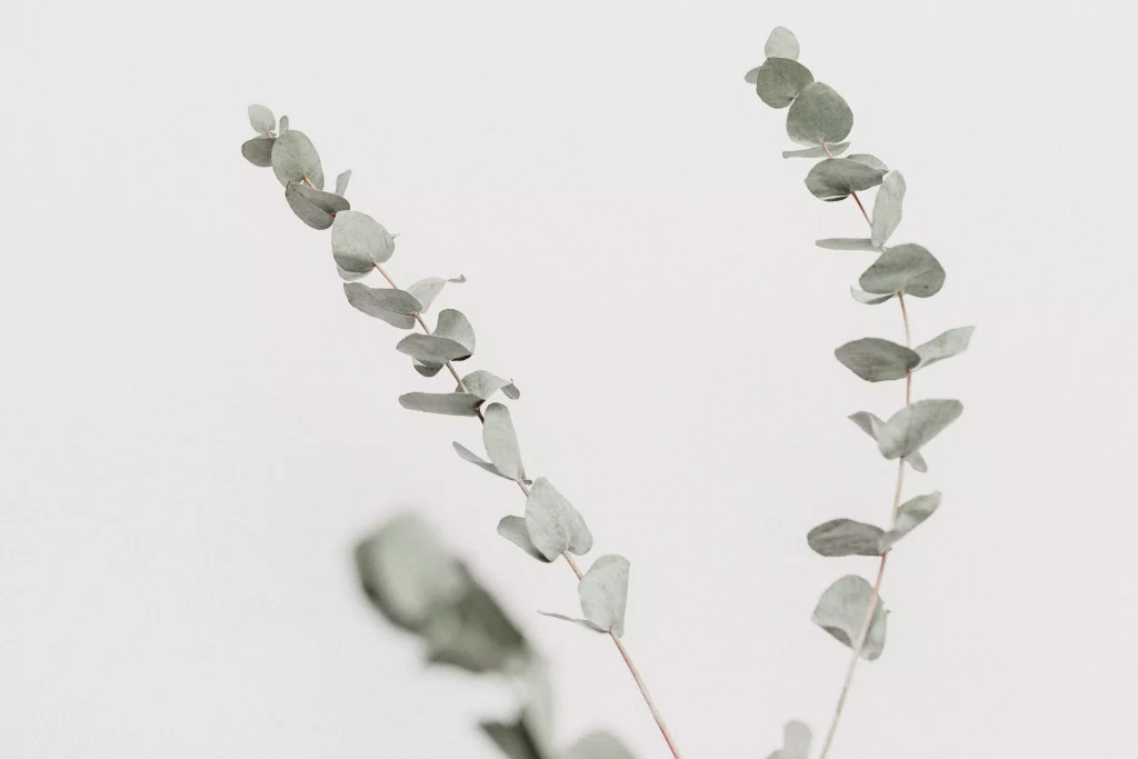 branches of a tree with small leafs