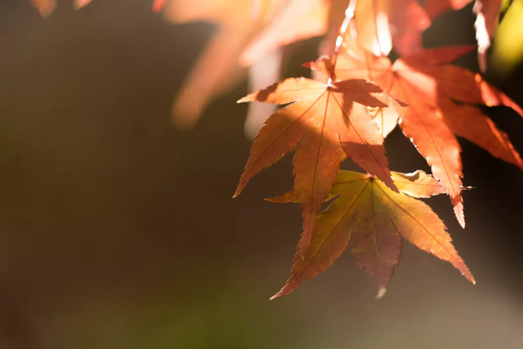 tree leafs photographed in the season of Fall