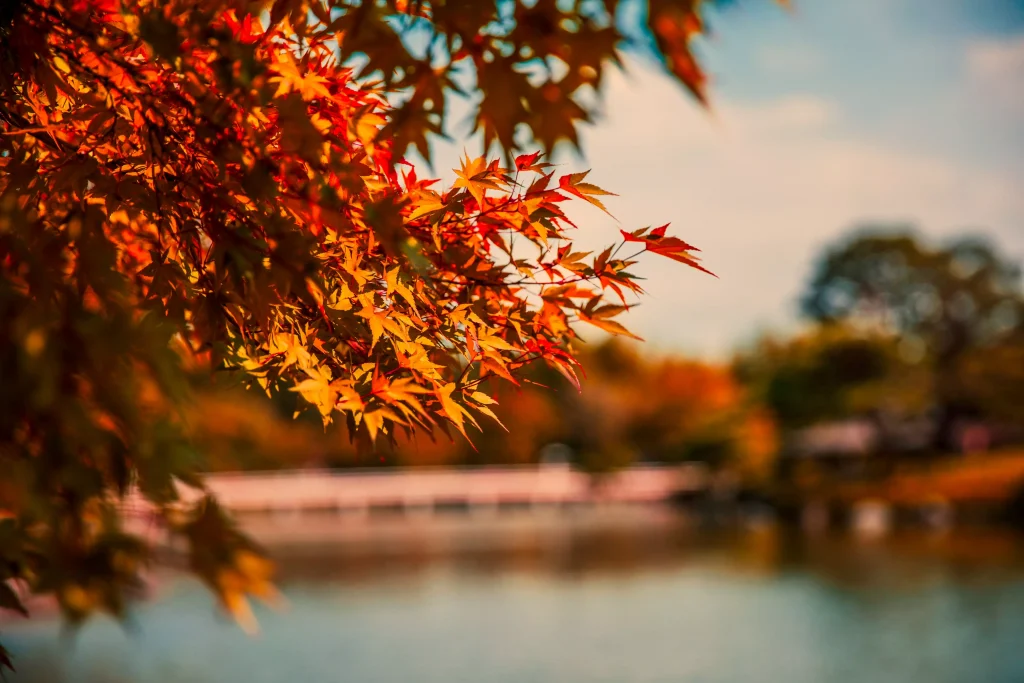 a yellow tree next to a lake