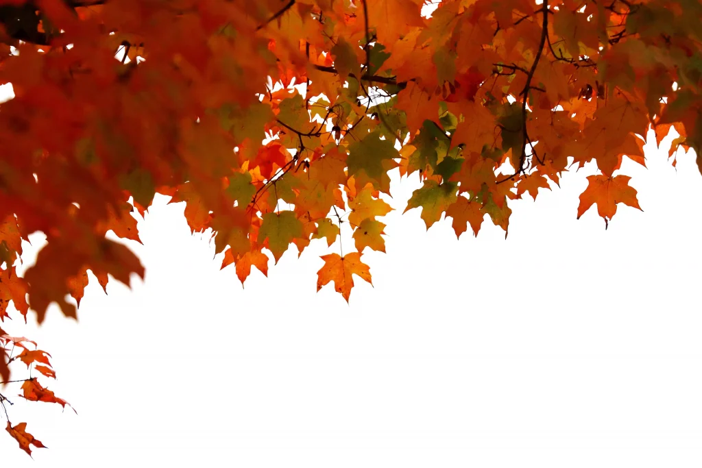 yellow and red Autumn trees