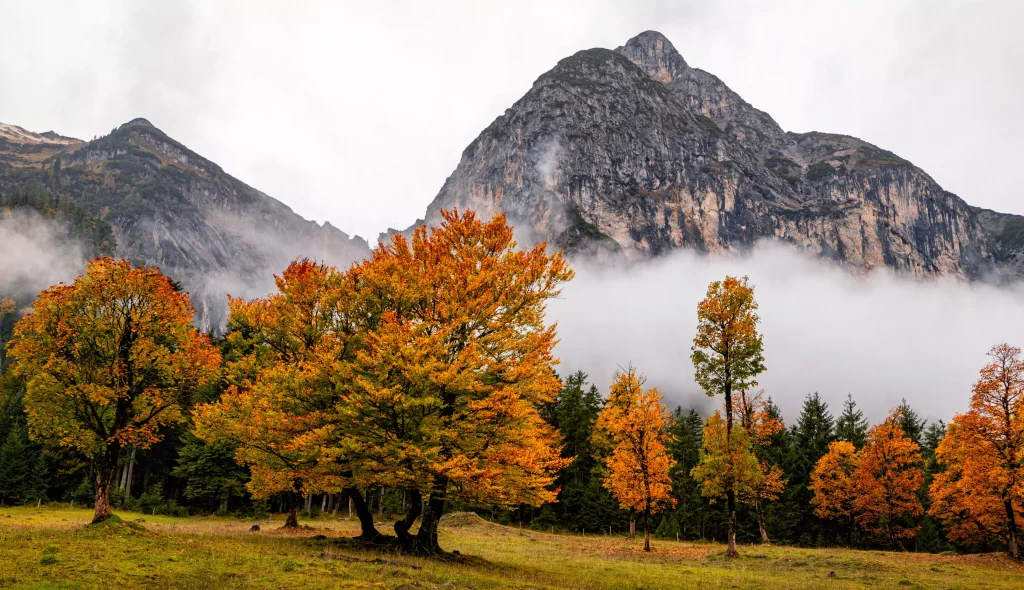 a mountain with fog next to a forest