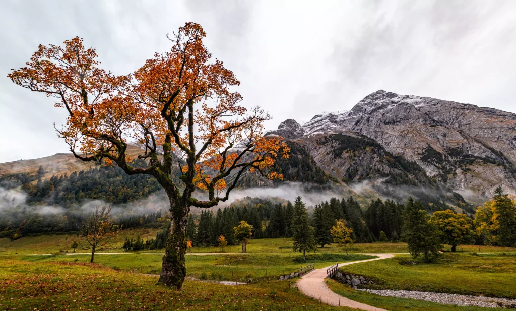 a tree on a green field next to a mountain