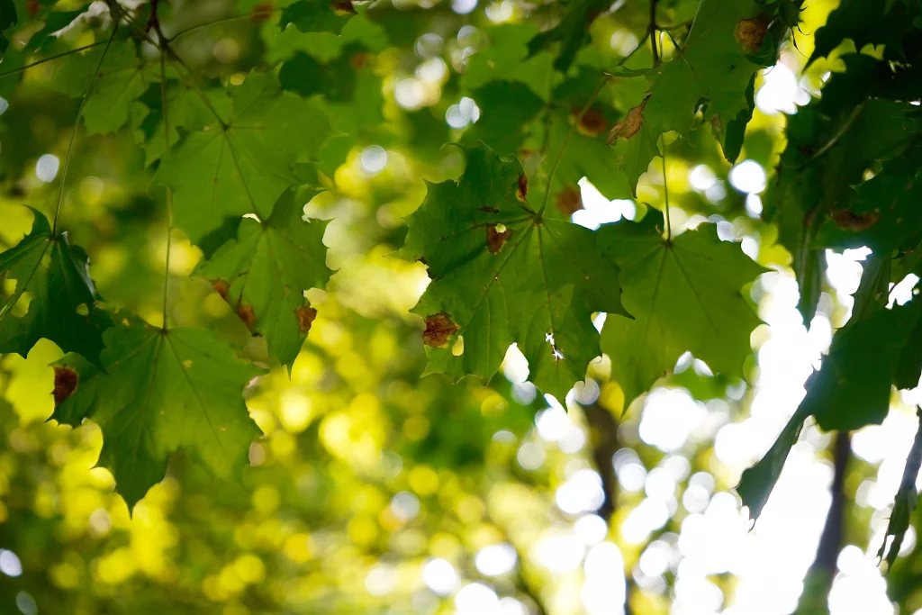 green tree leafs