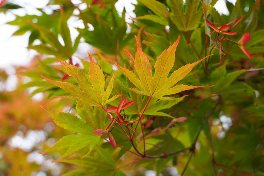 green and red tree leafs