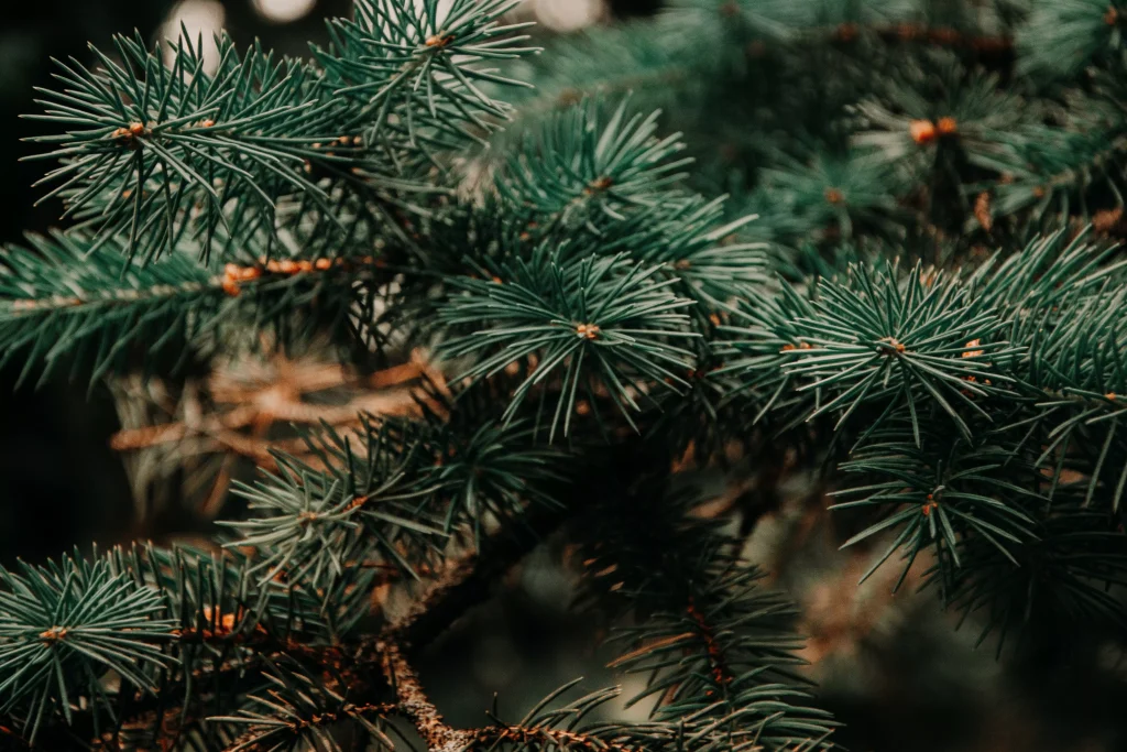 Christmas tree needles