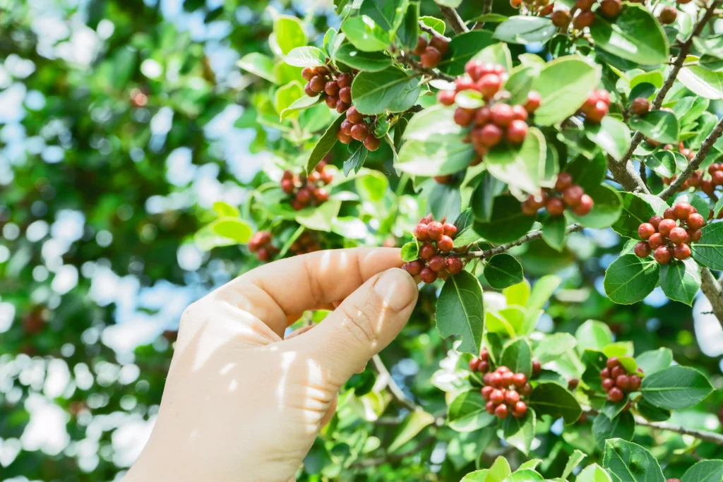 a person picking up fruits from a tree