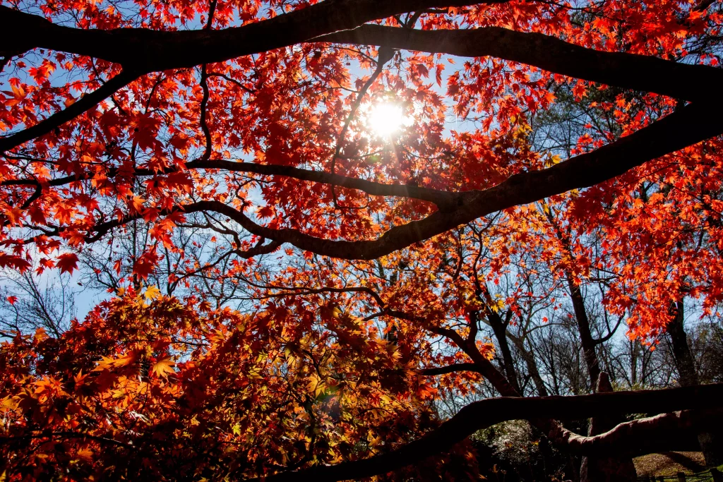 sun pircing through tree leafs