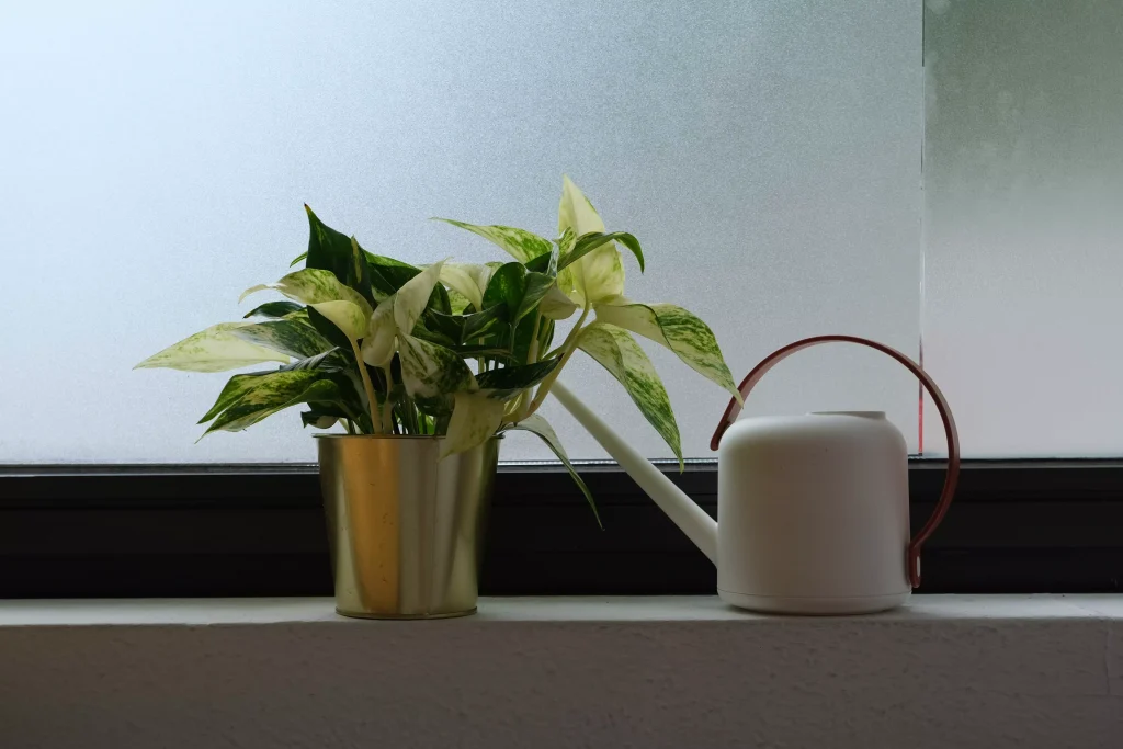 a plant in a silver pot next to a white watering pot