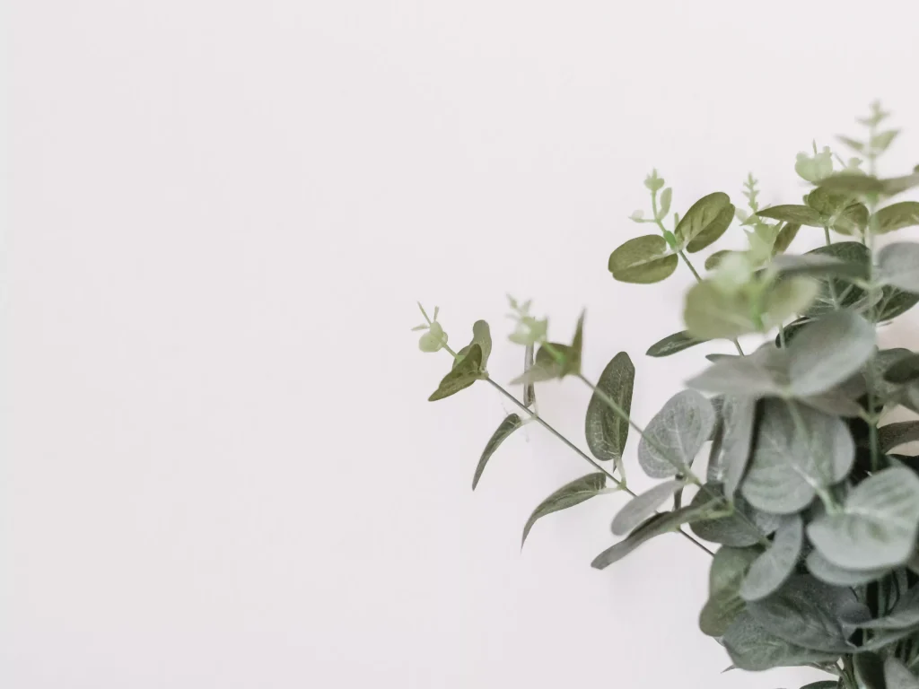 a plant on a white background