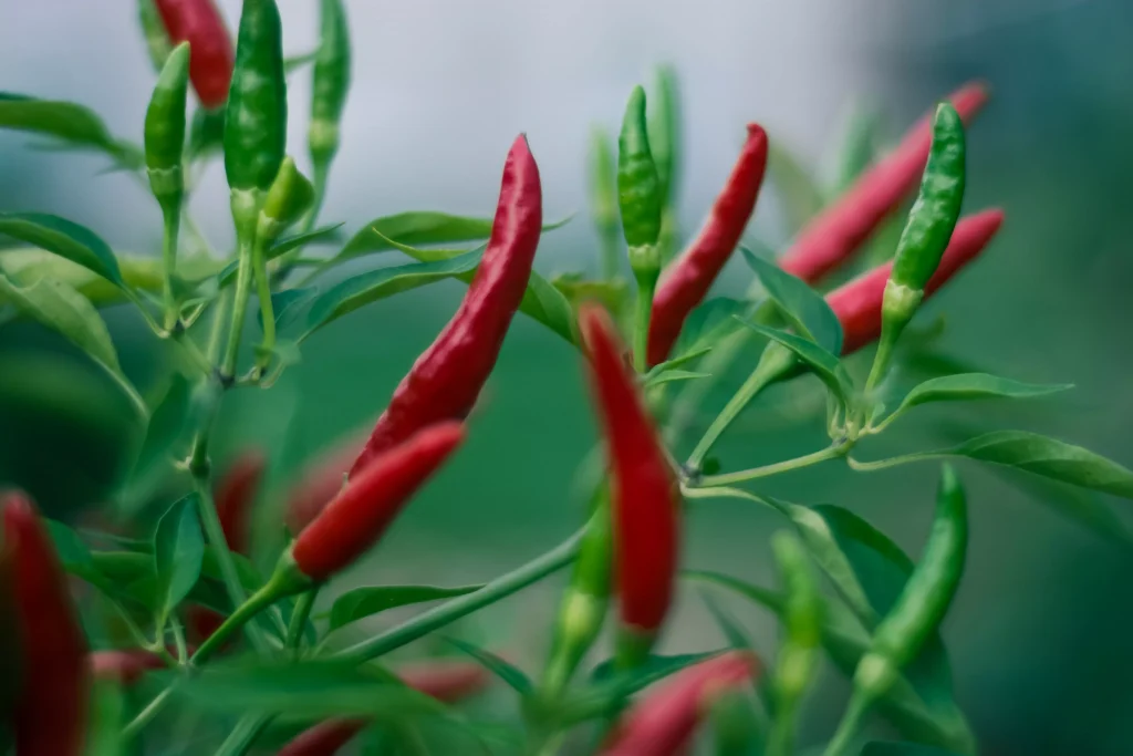 a green plant with a red pepper growing out of it