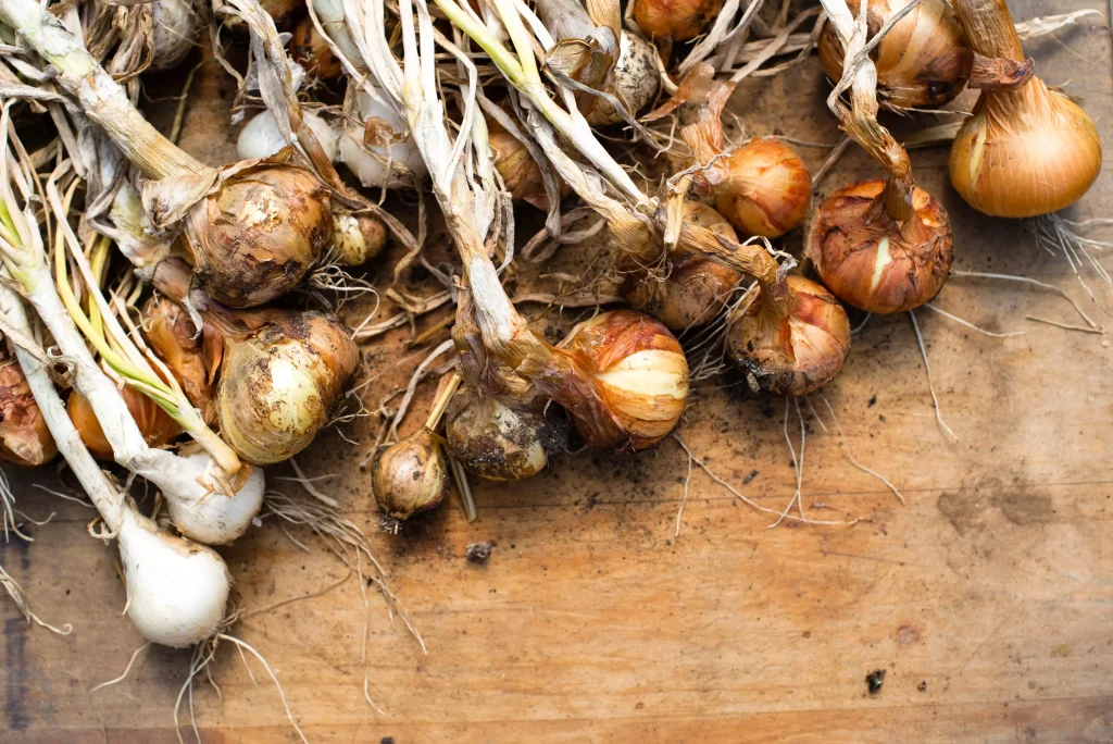 small onions freshly picked from the earth