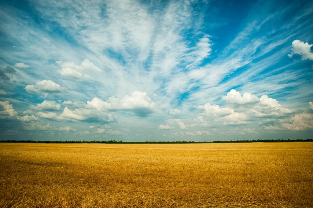 a wheat field photographed on a sunny day