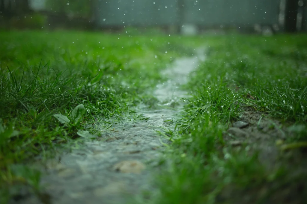 green grass photographed on a rainy day