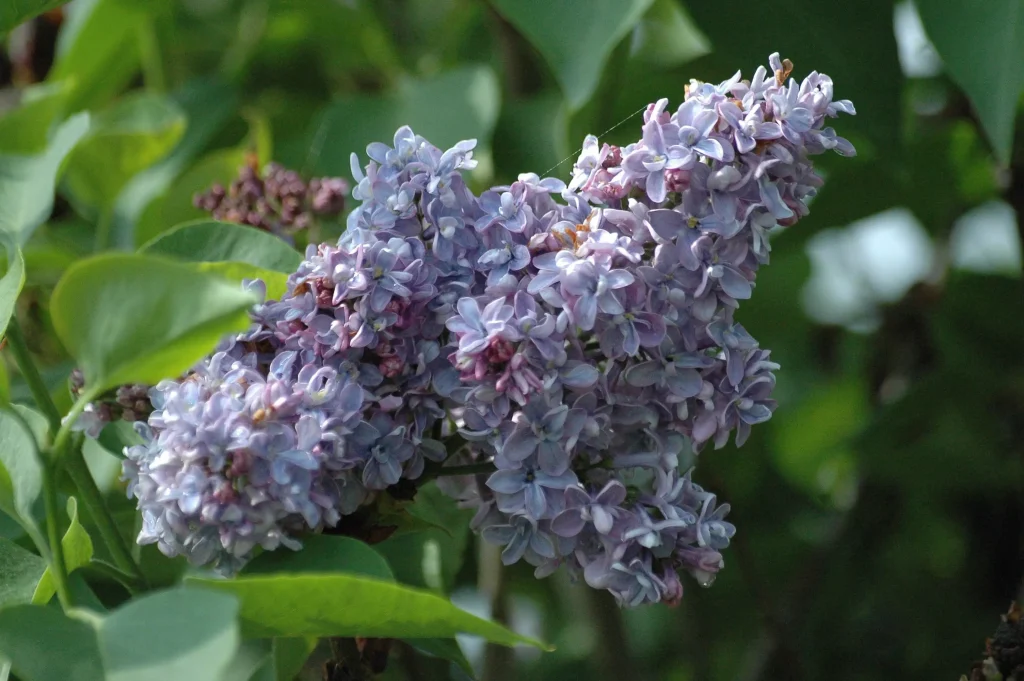 purple leafs on a tree