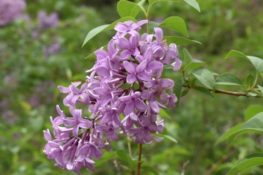 purple flowers next to some green leafs on a tree