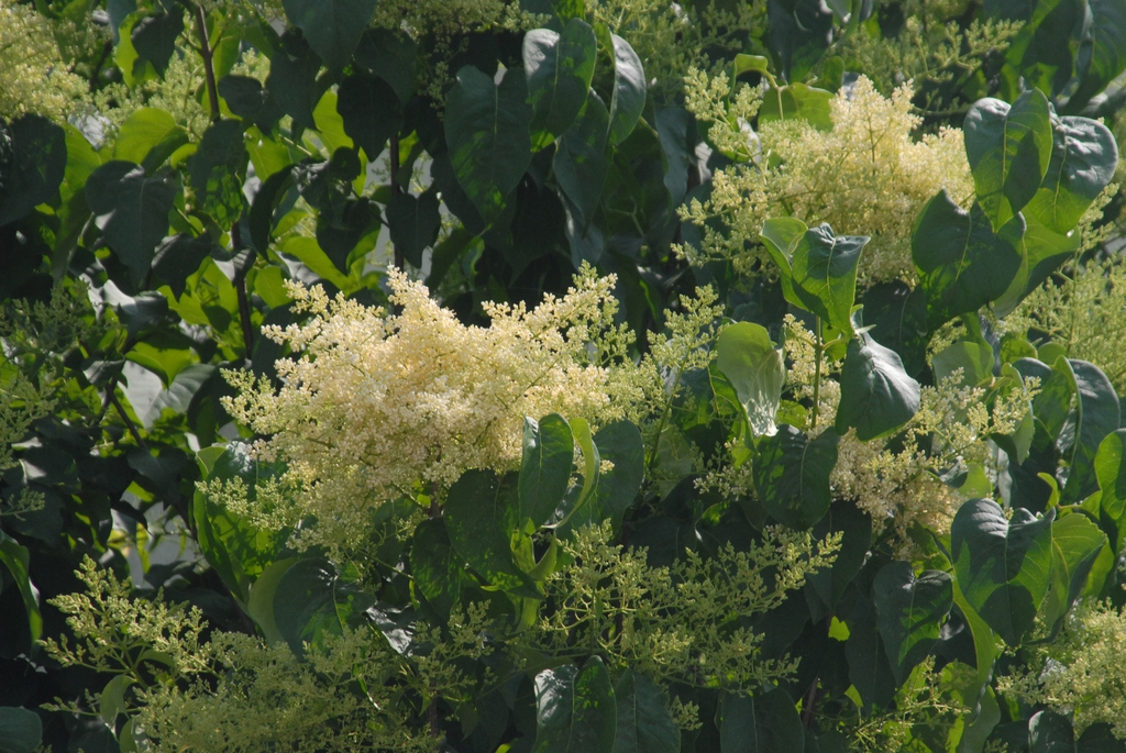 white flowers on a tree