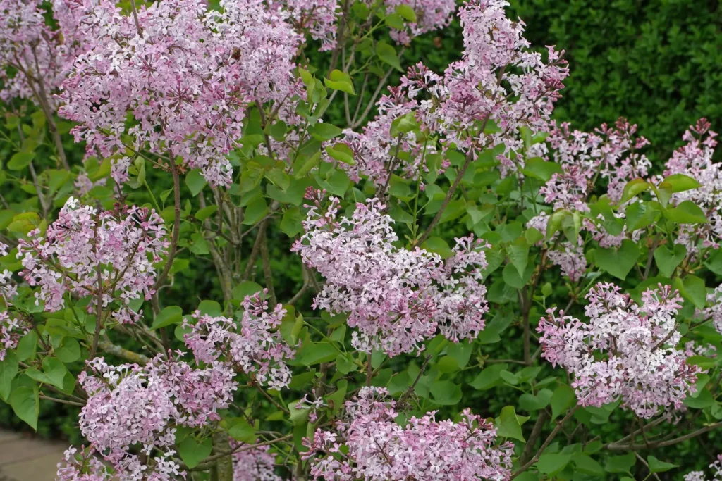 purple plants