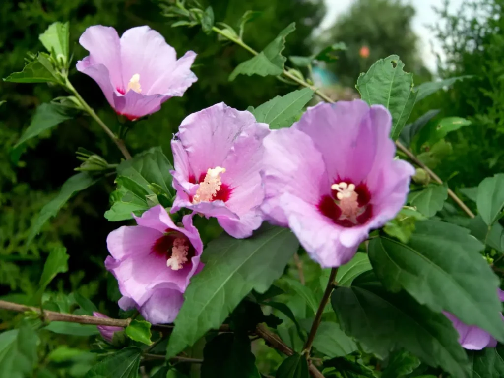 purple flowers with a yellow inside