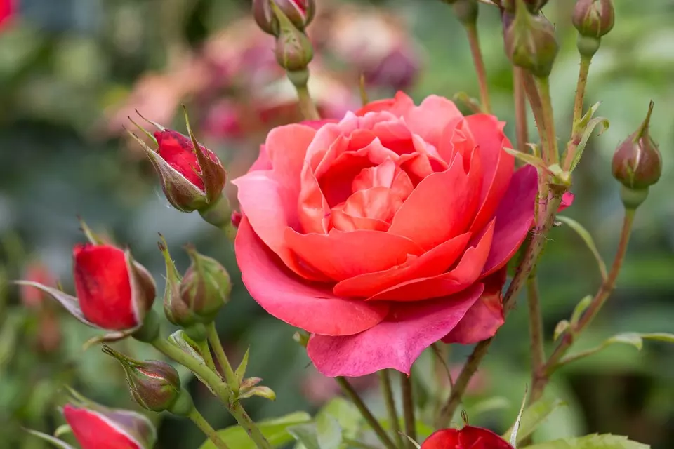 a red flower in a bush