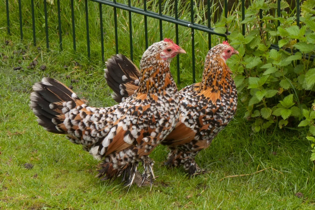 two brown chickens next to a fence