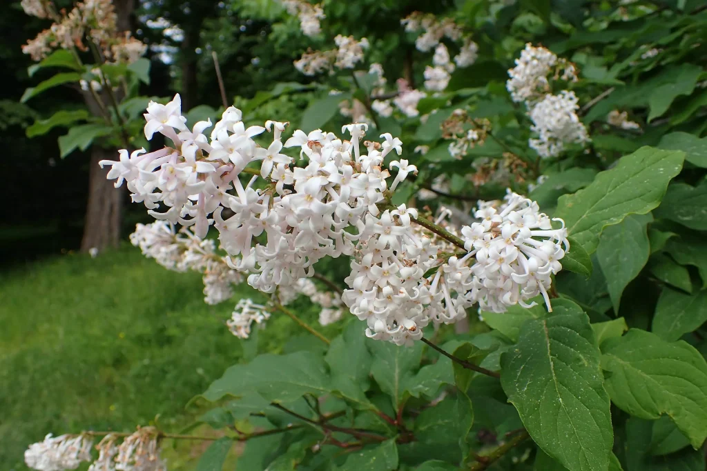 white flowers photographed below a tree in spring