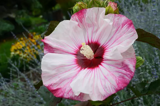 a pink white and red flower