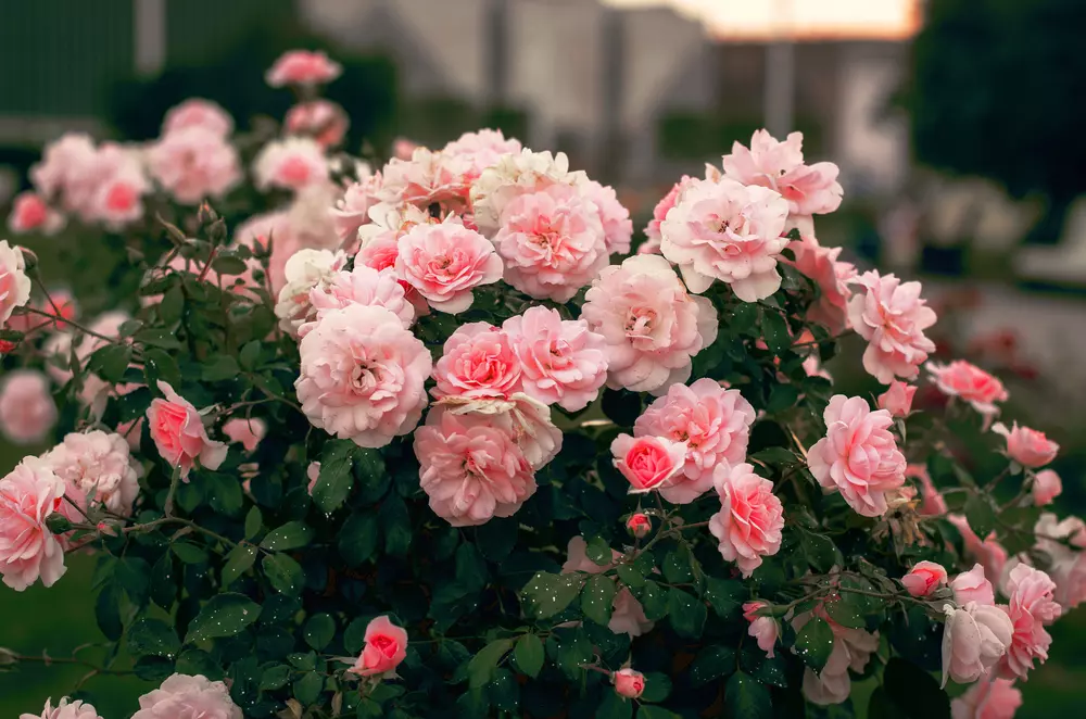 pink flowers infront of a white house