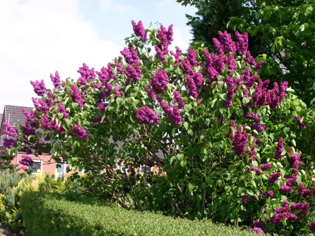 pink bushes