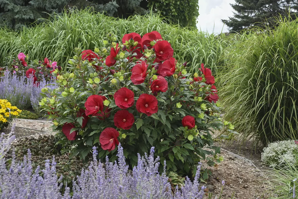 red flower called cranberry crush