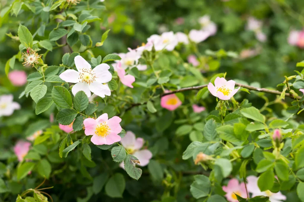 little white and pink flowers