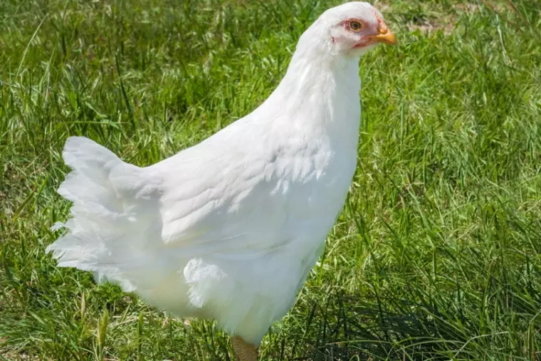 white chicken on grass