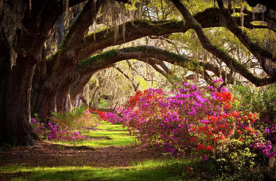 pink flowers below a tree