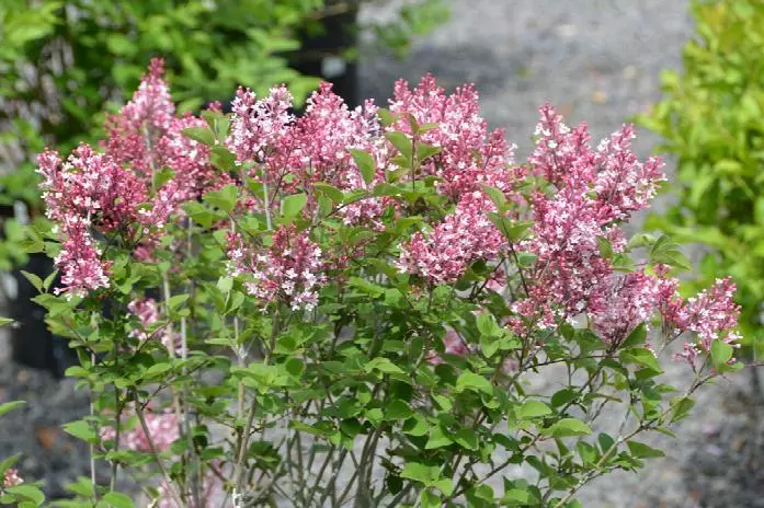 pink flowers