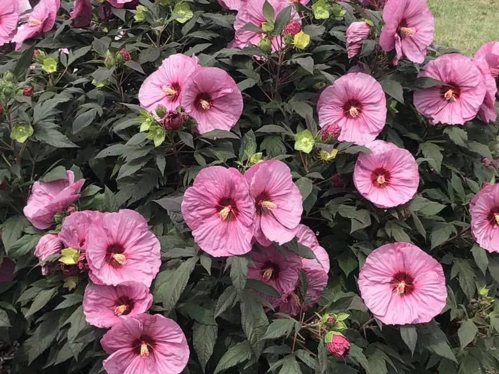 pink flowers