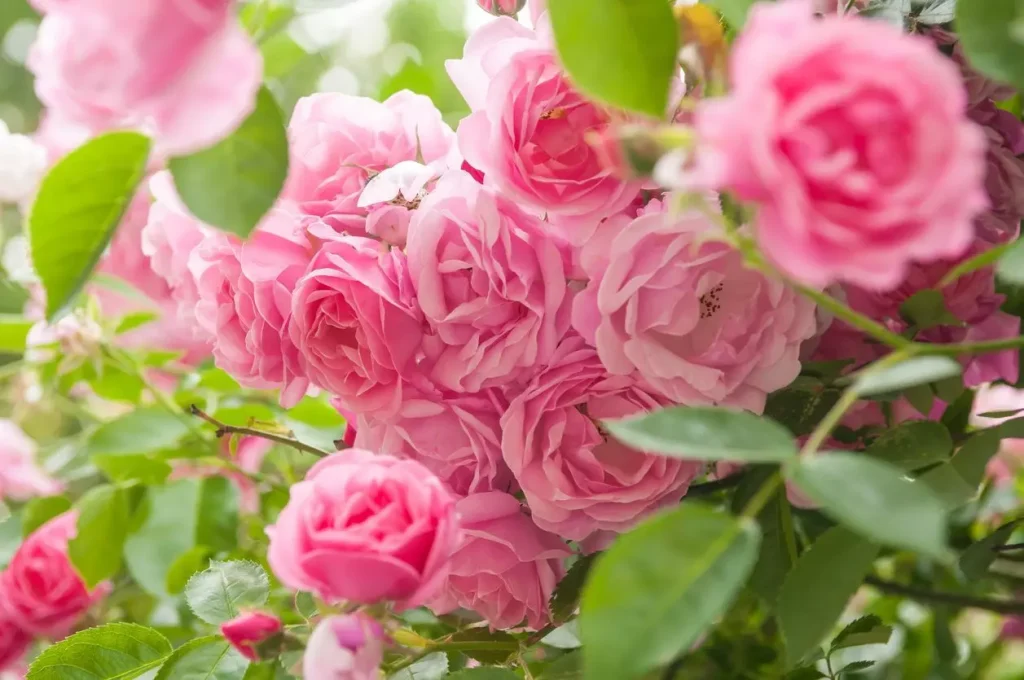 pink rose flowers