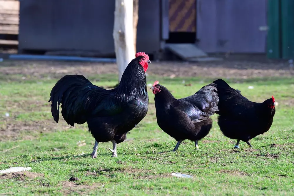 three black color chickens next to a house