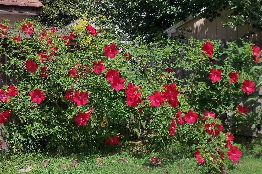 red flower bushes