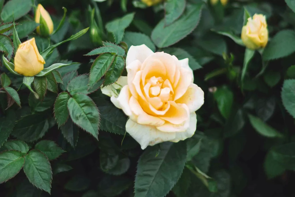 white roses in a green color leaf bush