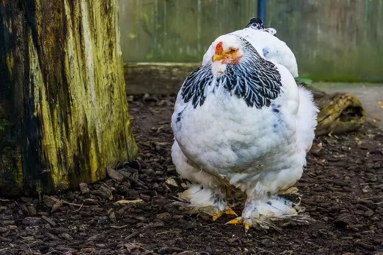 a big white color chicken