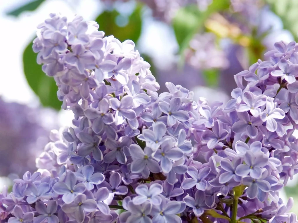 a purple bouquet of flowers