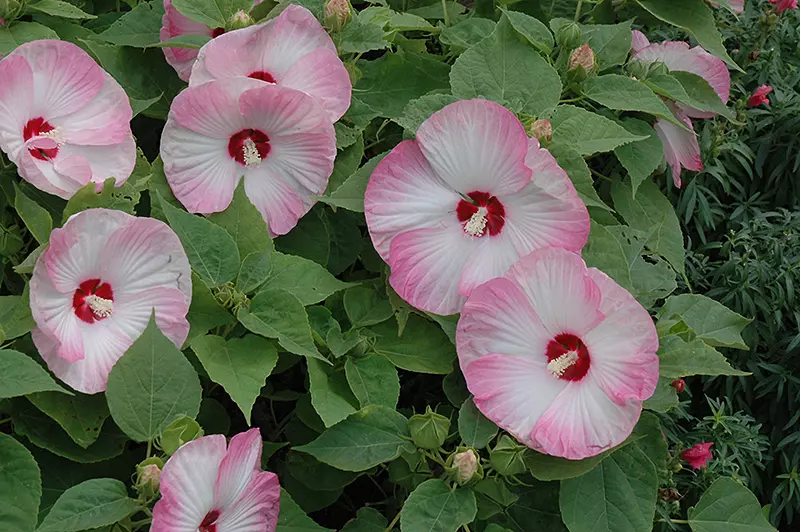 pink and white flowers