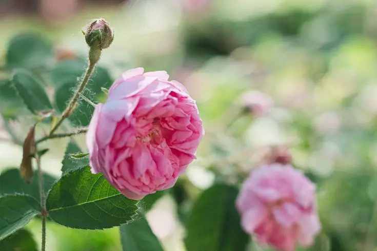 pink flowers hanging from a tree