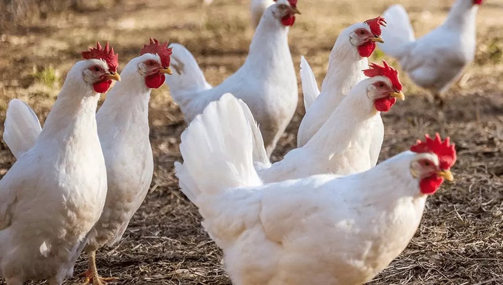 a group of white color chickens