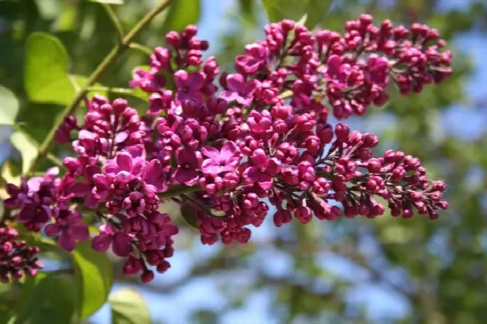 pink fruits on a tree