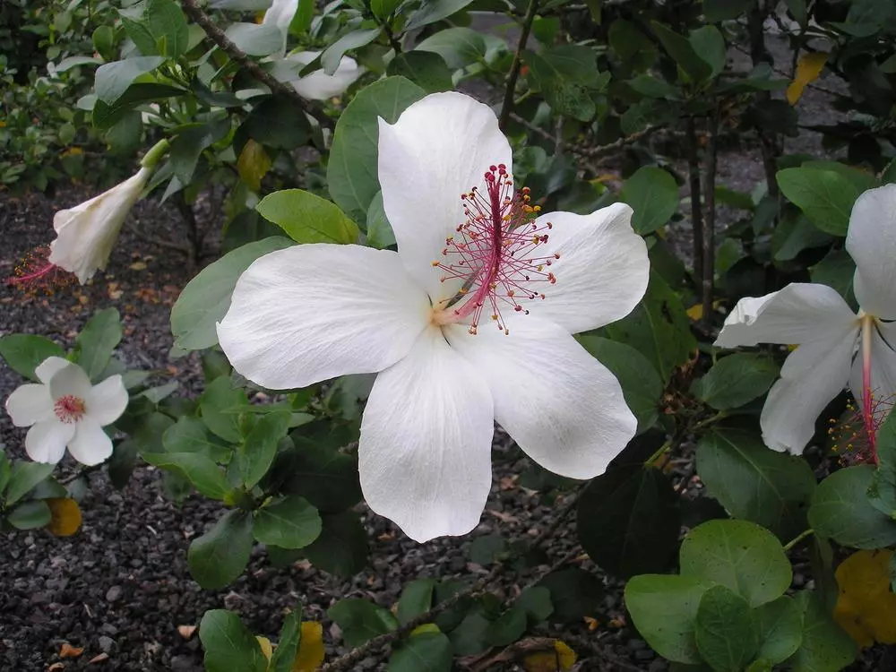 a big white flower