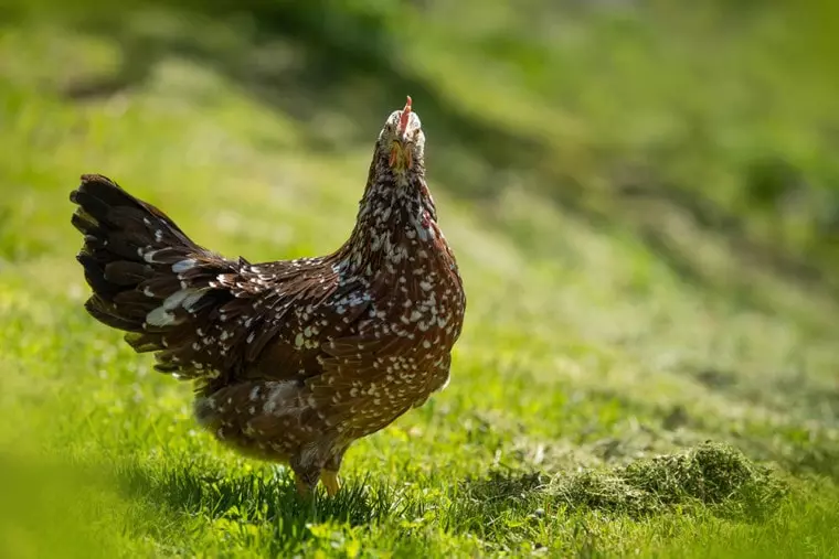 brown color chicken with white spots