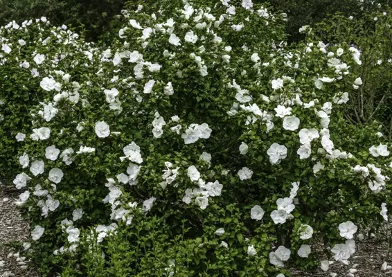 bushes with white flowers